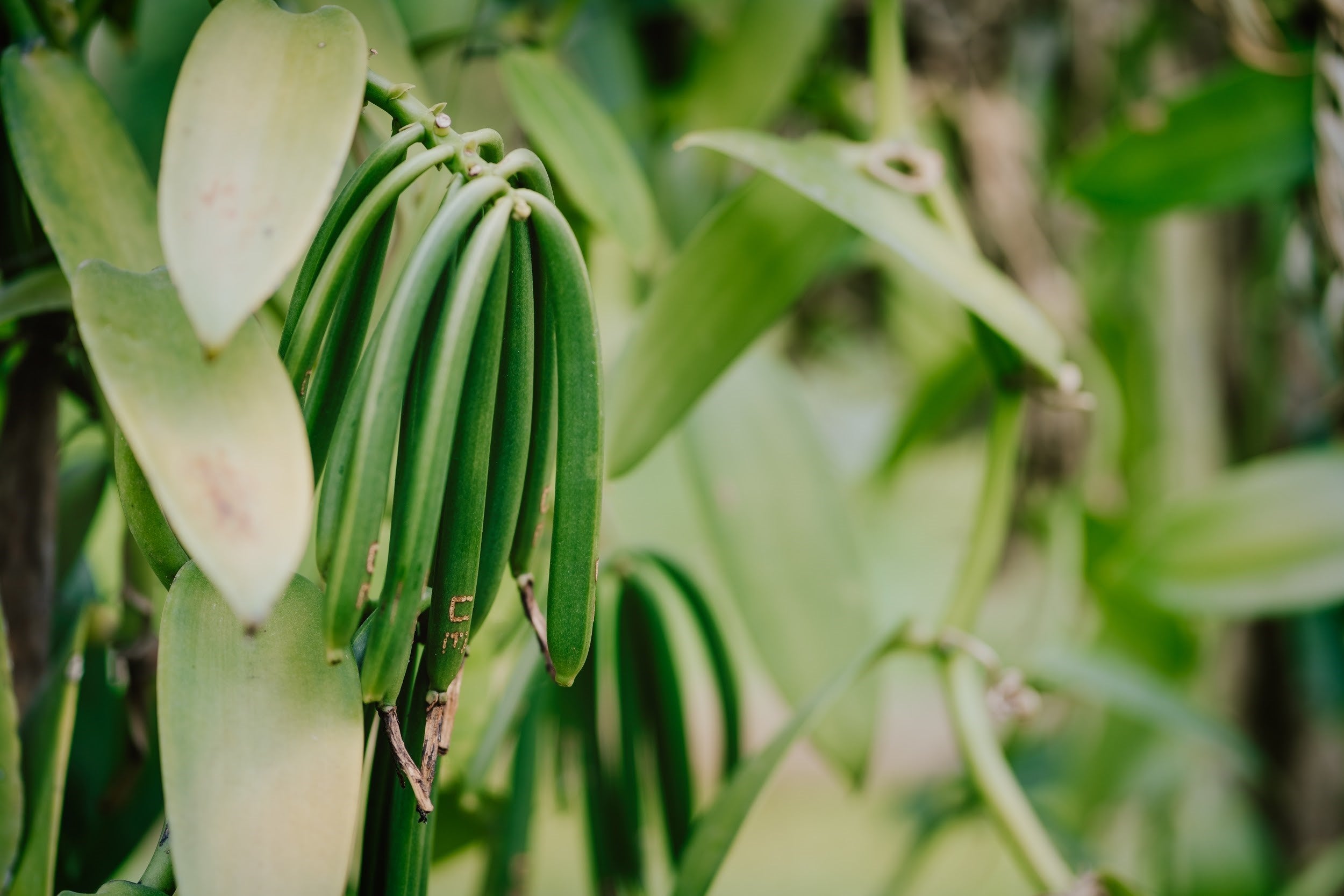 vanilla bean plant how to grow