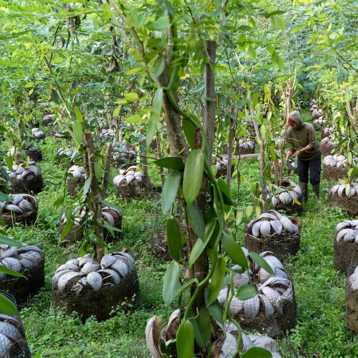 farmer tending to vanilla bean plants