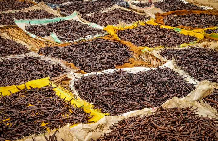 piles of vanilla beans curing in sun