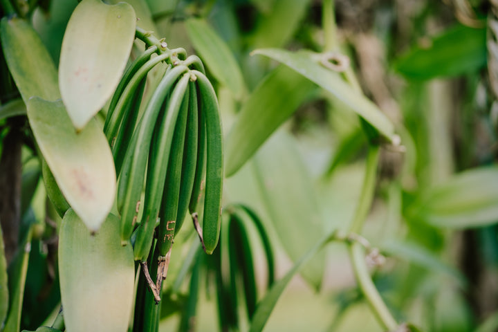 green vanilla on vine