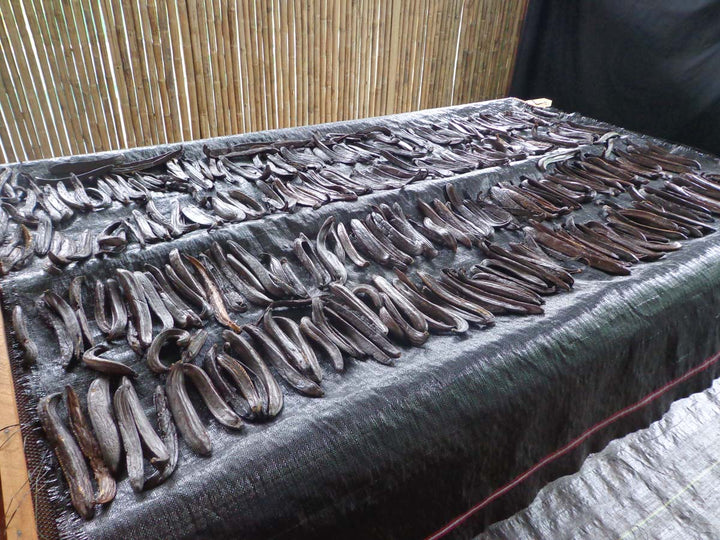 peruvian vanilla beans curing on table