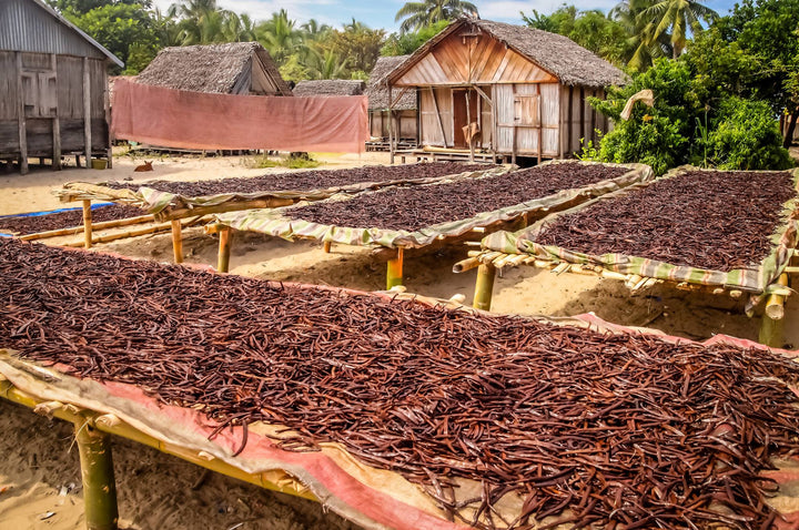 vanilla beans curing in Madagascar sun