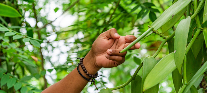 vanilla bean on vine being picked